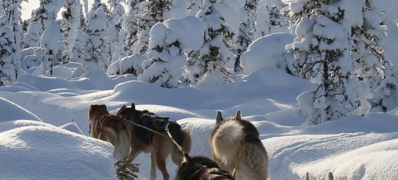 Traineau à chiens Mont-Laurier