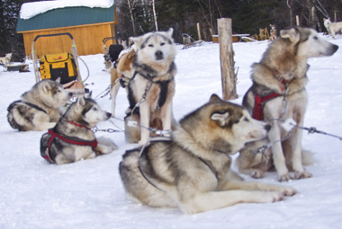Chiens de traîneau au Canada (Quebec) 