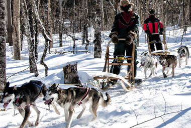 Chiens de traîneau au Canada (Quebec) 