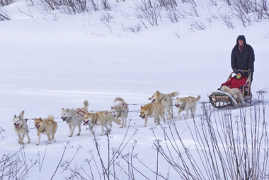 Chiens de traîneau au Canada (Quebec) 