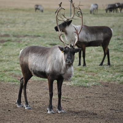 Caribou