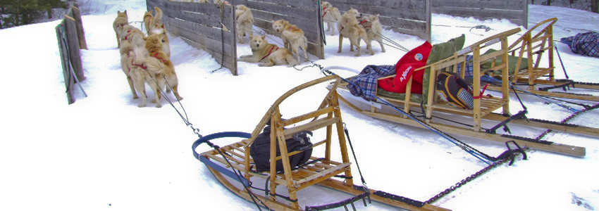 Chiens de traîneau Fjord du Saguenay

