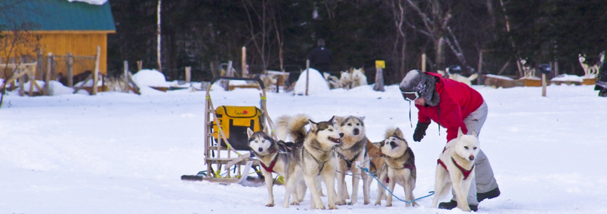 Chiens de traîneau Québec Chiens de traîneau Québec