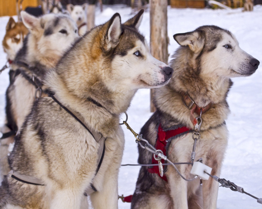 Photos de vacances en hiver