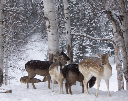Photos de vacances en hiver