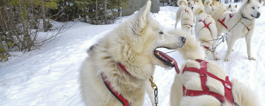 Vacances quebec en hiver